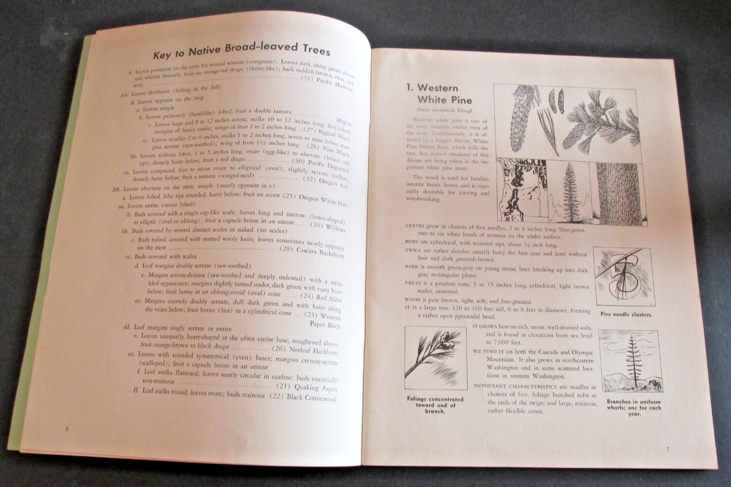 VTG 1963 Reprint of 1914 Bulletin Trees of Washington State King County 4H Club