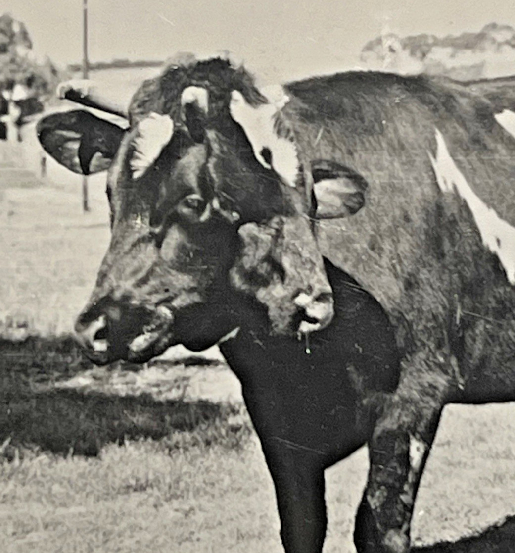 Dolly Two-Headed Cow 1939 NEW YORK WORLDS FAIR Photo Card 6E