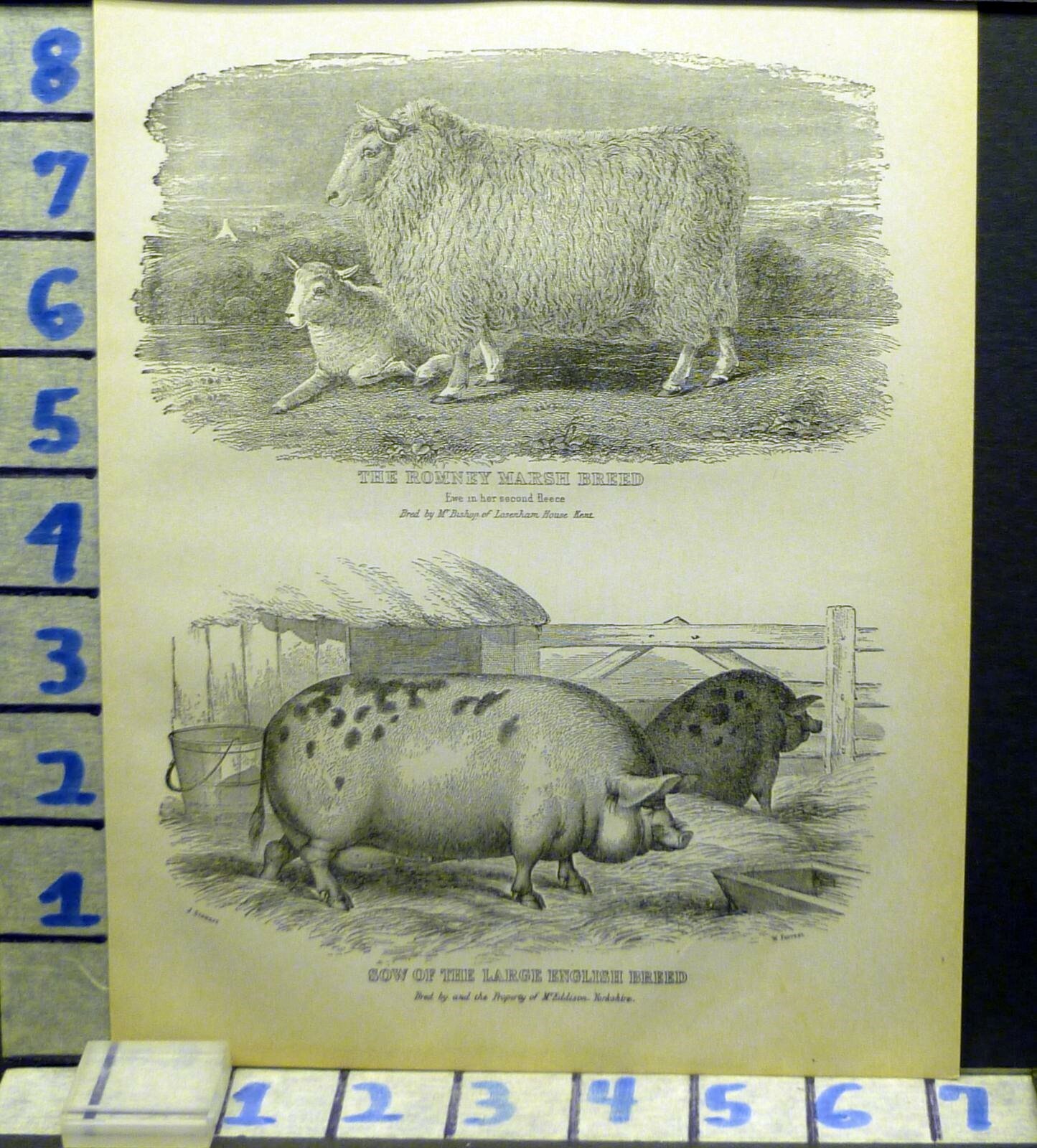 1875 AGRICULTURE FARM ROMNEY MARSH SOW PIG EWE ANIMAL ANTIQUE ART PRINT AN25