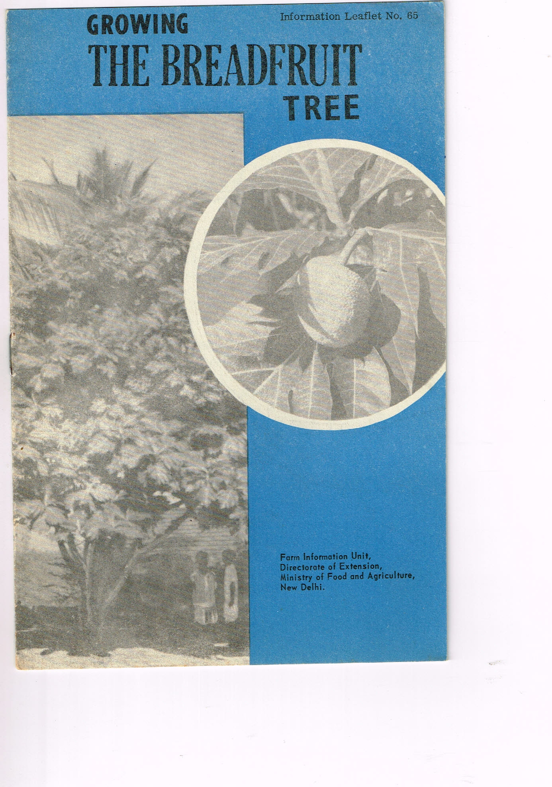 Vintage 1960s Farm Brochure India New Delhi Growing the Breadfruit Tree