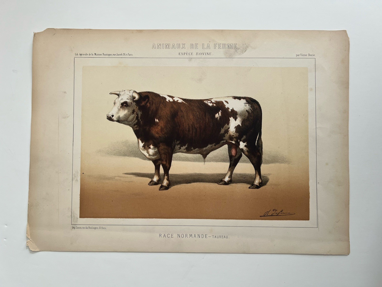 5 Lithographs Of Bovine Species By Victor Borie (1818-1880) Farm Animals II