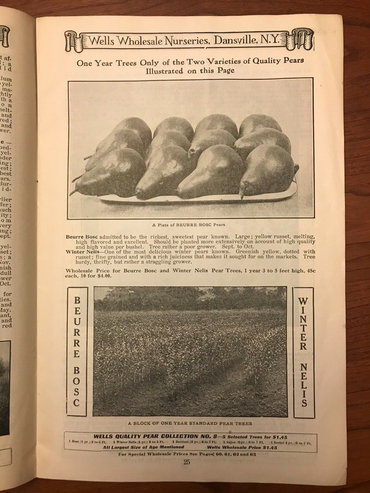 Wells Wholesale Nurseries 1915 Catalog Dansville NY w/Order Form & Envelope 10×7