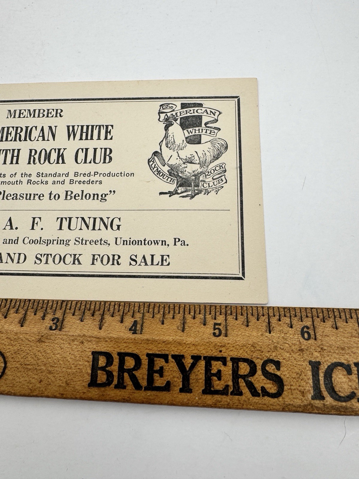 Vintage American White Plymouth Rock Club Ad