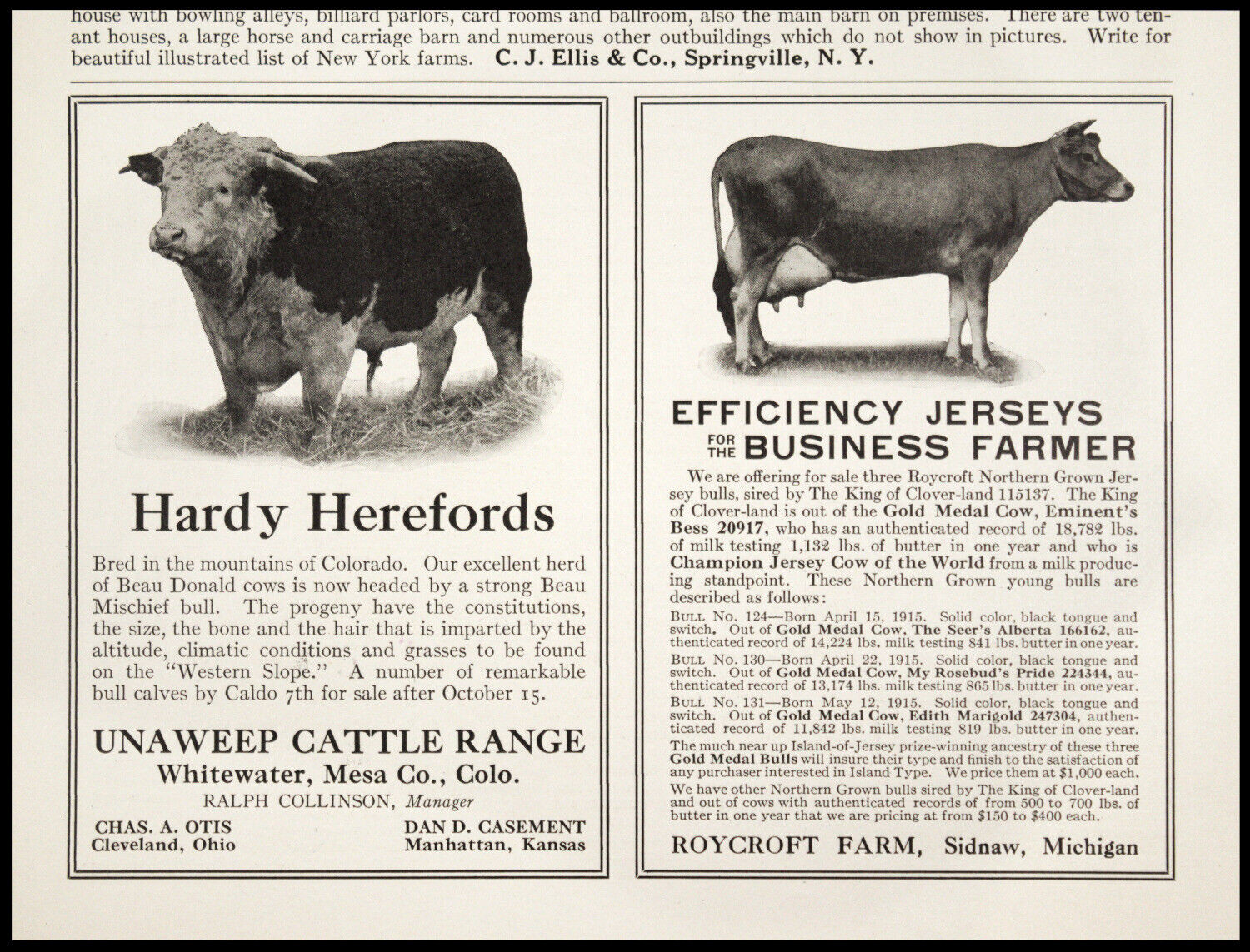 1915 HEREFORD Unaweep Cattle Range & JERSEY Bulls Roycroft Farm – Two Print Ads