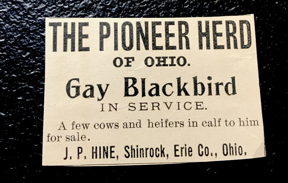 1900 Hine Farm Cattle Advertising – Shinrock – Ohio – Cow