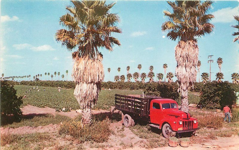 Bartles 1950s Farming Agriculture Green Bean Harvest Lower RioTruck 3059 Texas