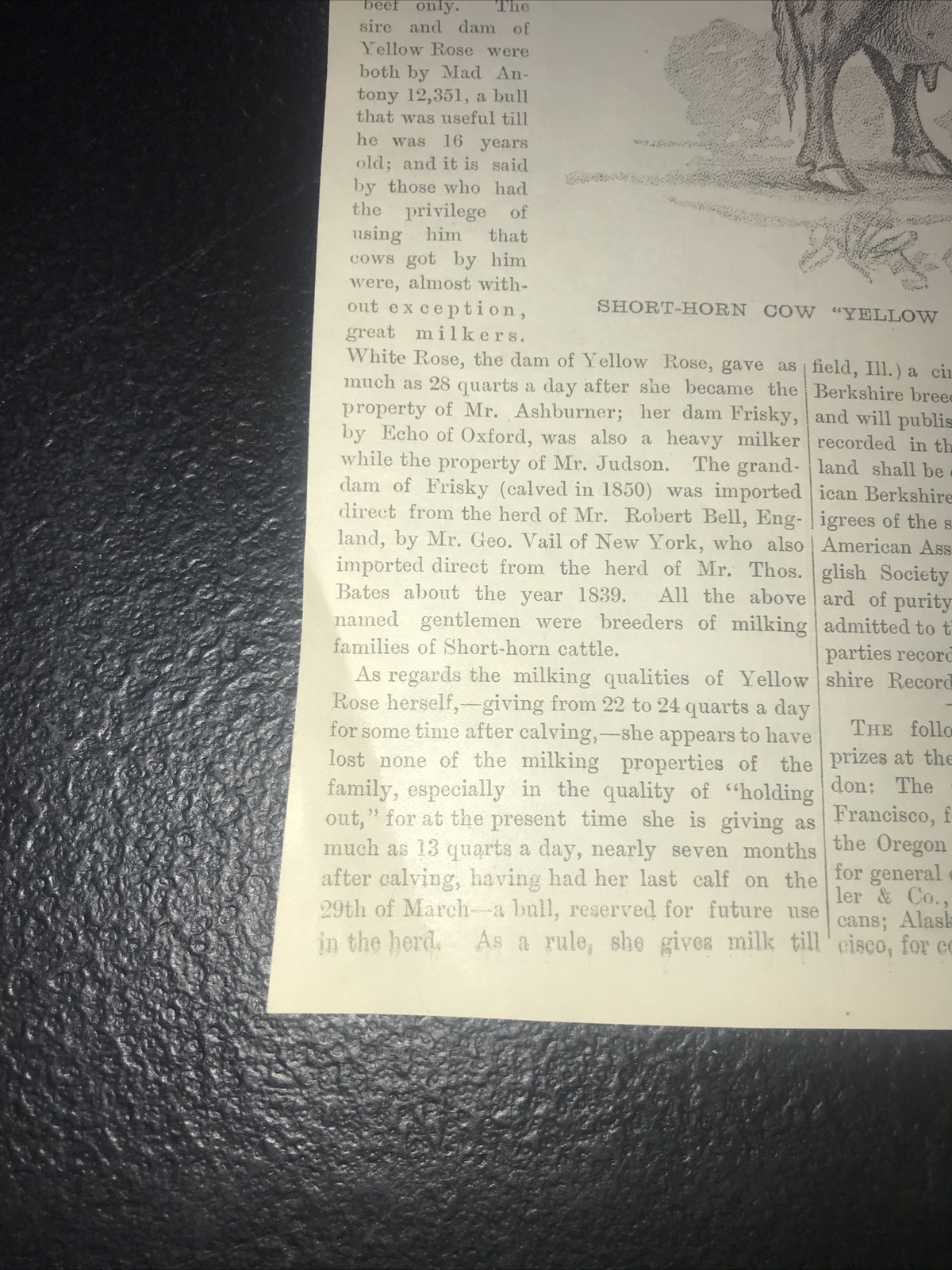 1883 Baden Farm Short Cow Advertising & Article – San Mateo County California