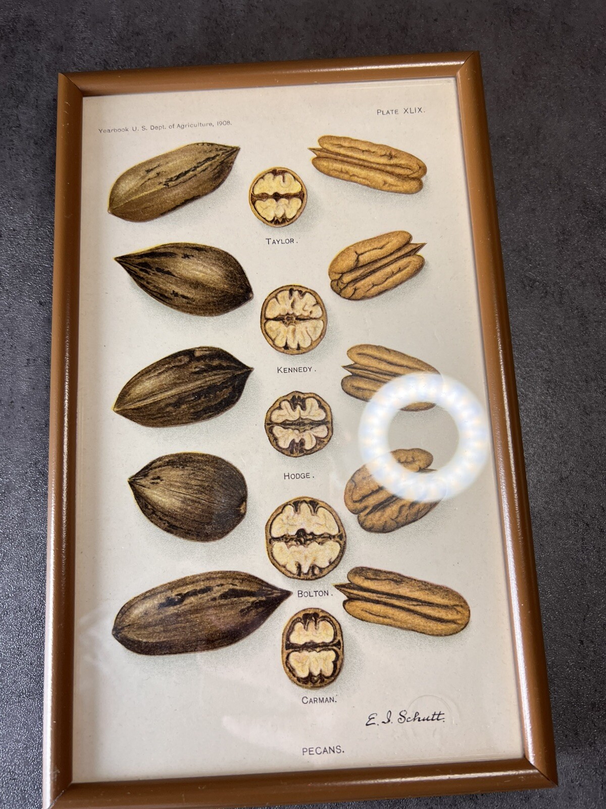 Vtg Yearbook U.S. Dept Agriculture Framed Pecans Lithograph XLIX E.L.Schutt
