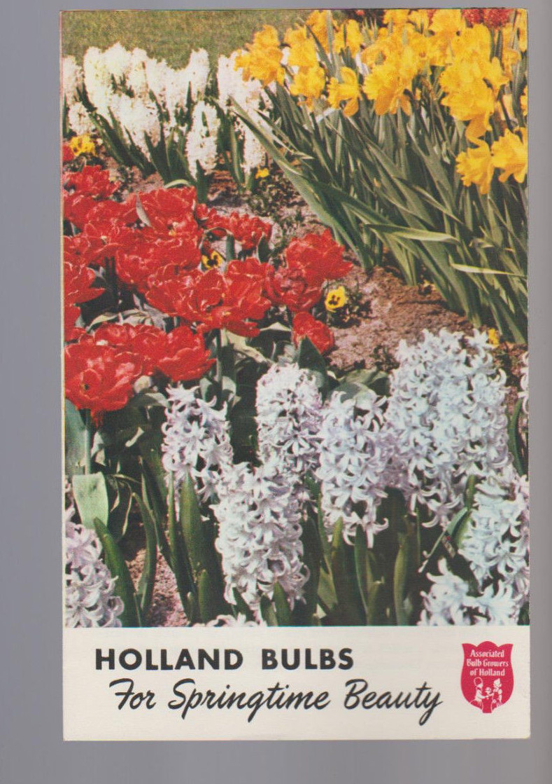 Holland Bulbs for Springtime Beauty Brochure Associated Bulb Growers of Holland