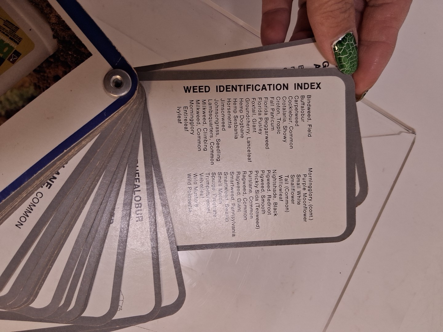 Vintage Rohm & Haas blazer Herbicide Weed Identification Guide Cards Look Read