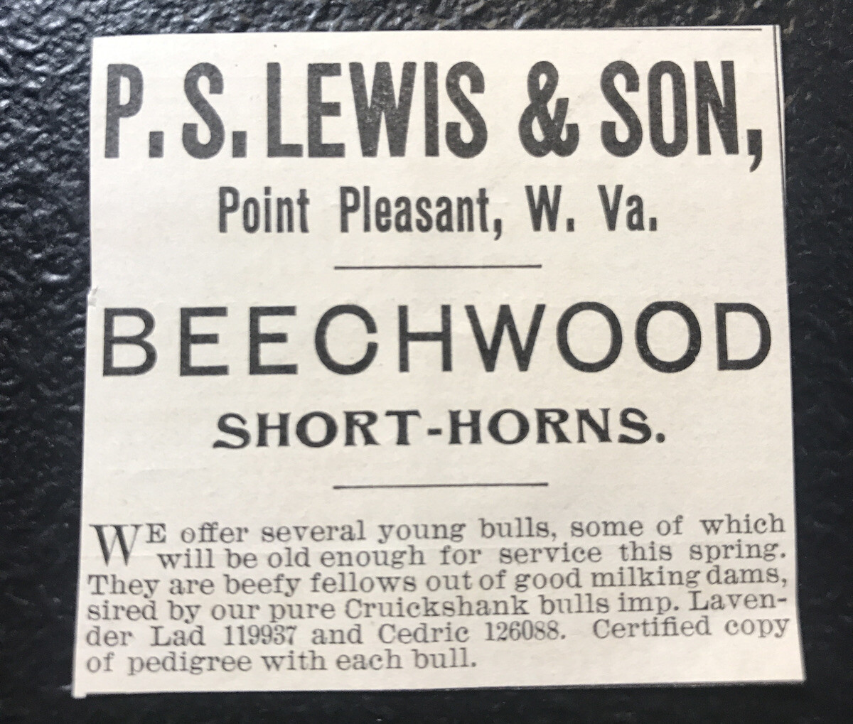1902 Lewis & Son Farm Cattle Advertising – Point Pleasant – West Virginia – Cow