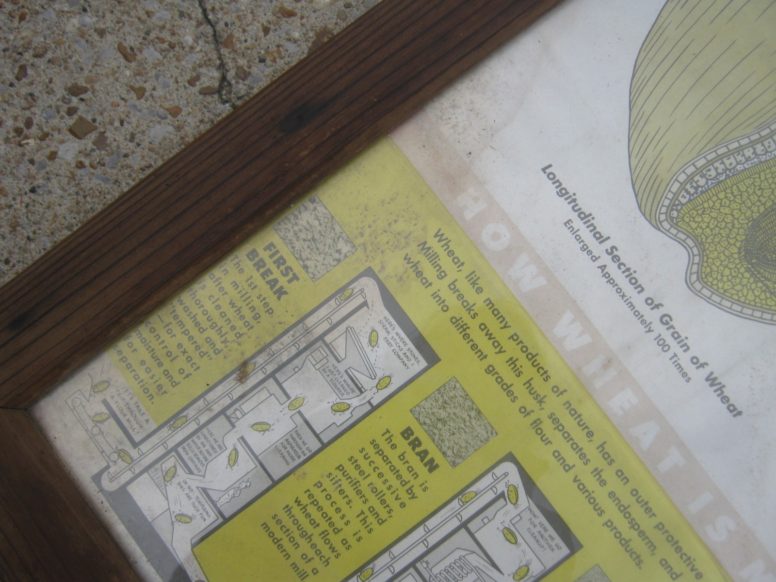 Vintage A Kernel Wheat Large Farm Poster Print Glass & Wood Frame 38.5&Prime; x 26.5&Prime;