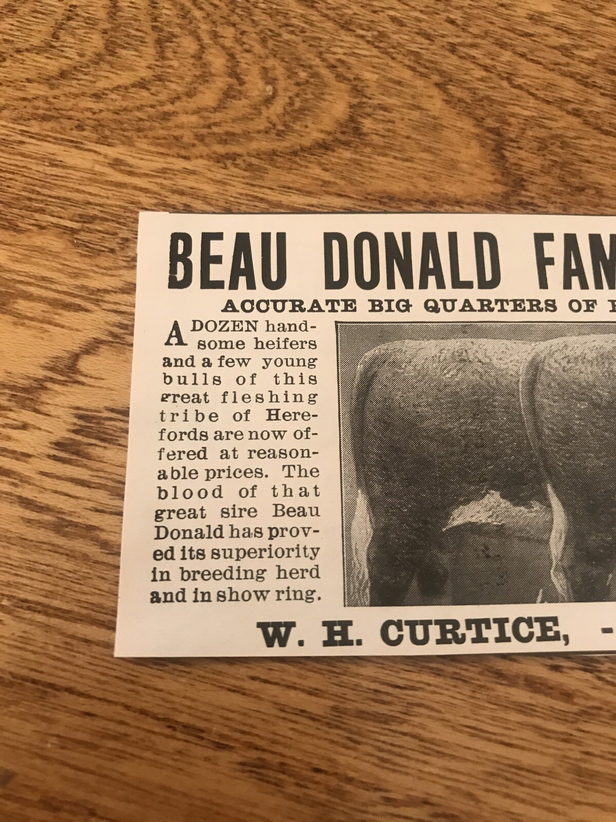 1903 Beau Donald Herefords Cattle Cow Advertising – Eminence – Kentucky