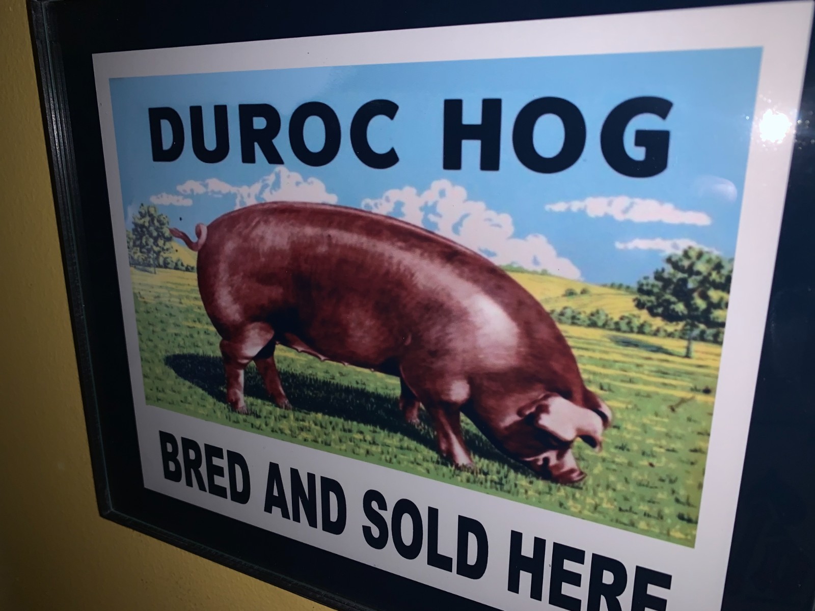 Duroc Hog Breeder Pig Farm Barn Farmer Advertising Sign