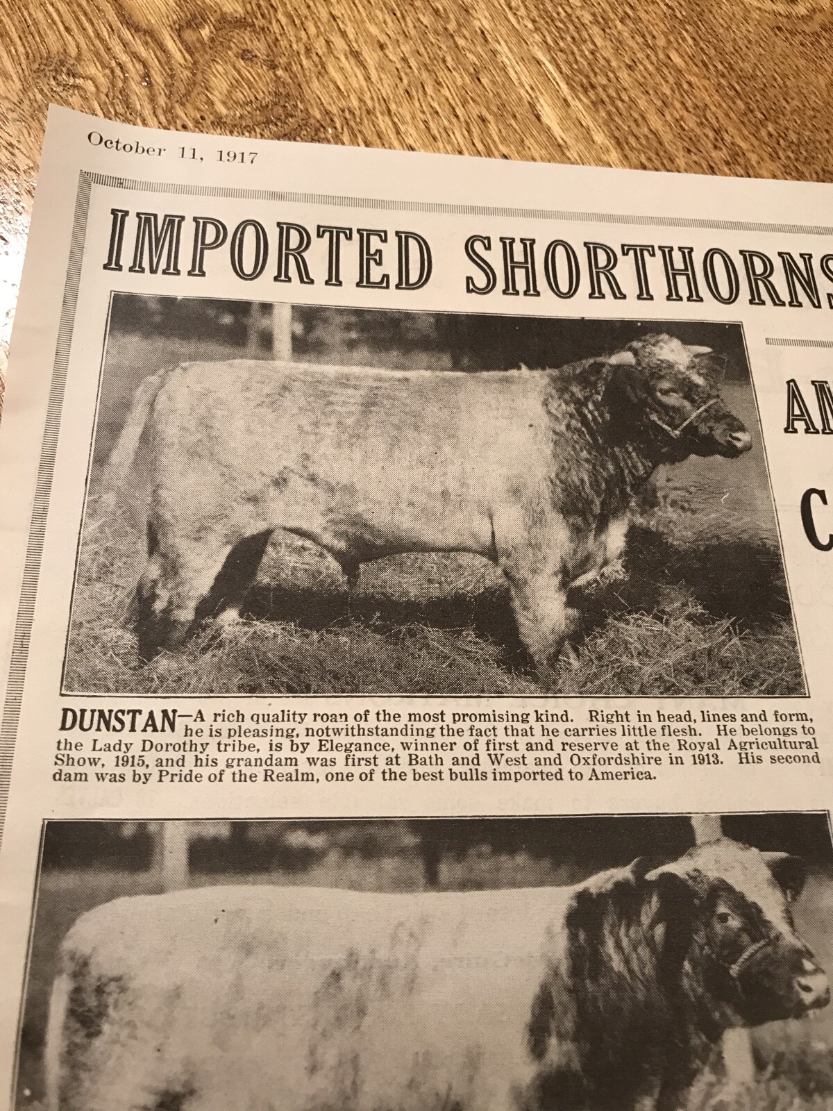 1917 Cattle Livestock Public Sale Poster – Mansfield – Ohio – Cow Advertising