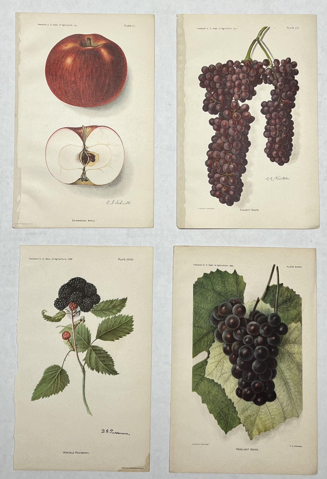 Original C1900 Print Lot,Apple,Grapes,Raspberry,US Dept of Agriculture,Fruit,Old