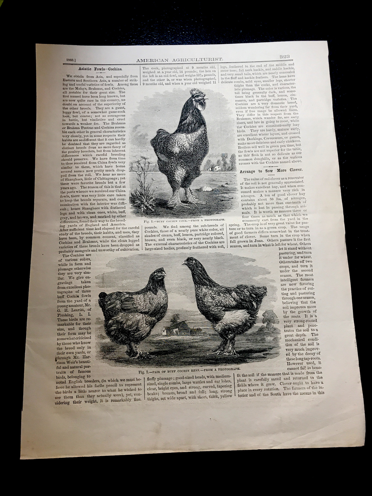 1868 Buff Cochin Cock & Hens Farm Engraving Advertising & Article