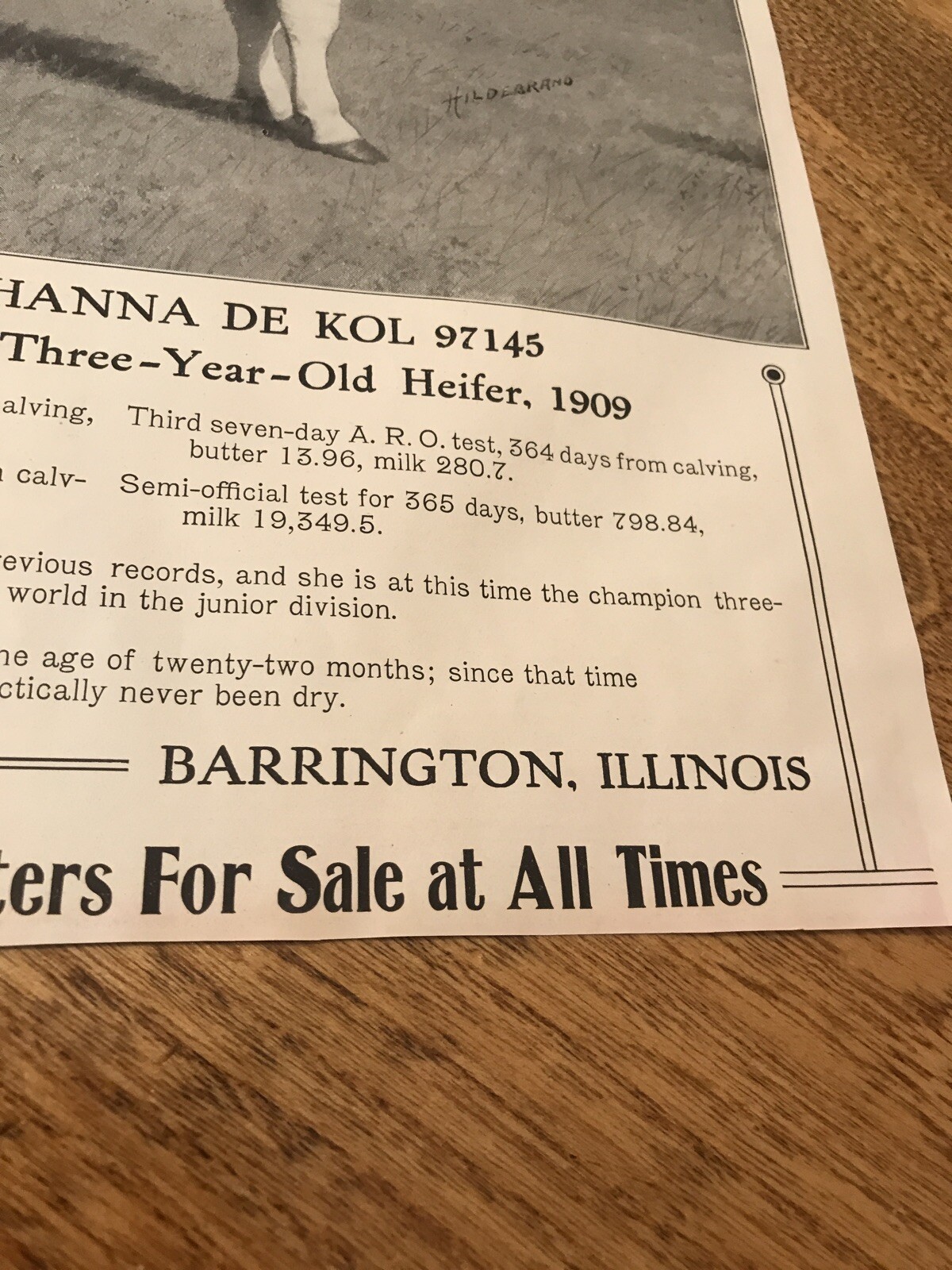 1911 Hawthorne Farms Cattle Farm Advertising – Barrington – Illinois – Cow