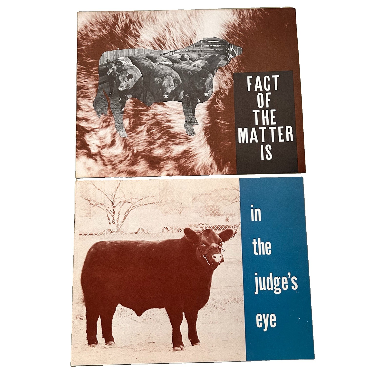 American Shorthorn Association Quality Traits Of Cattle In Agriculture