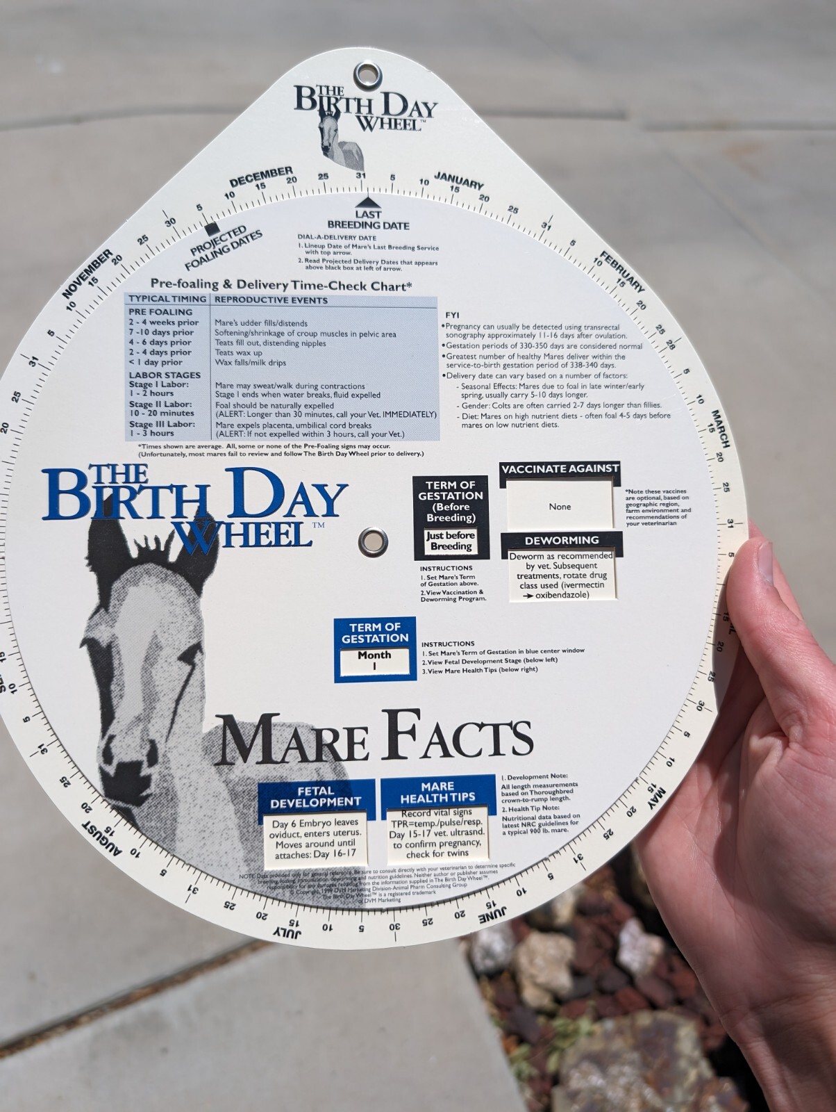 Vintage 1999 Horse Fact Spinner Double Sided The Birth Day Wheel DVM marketing