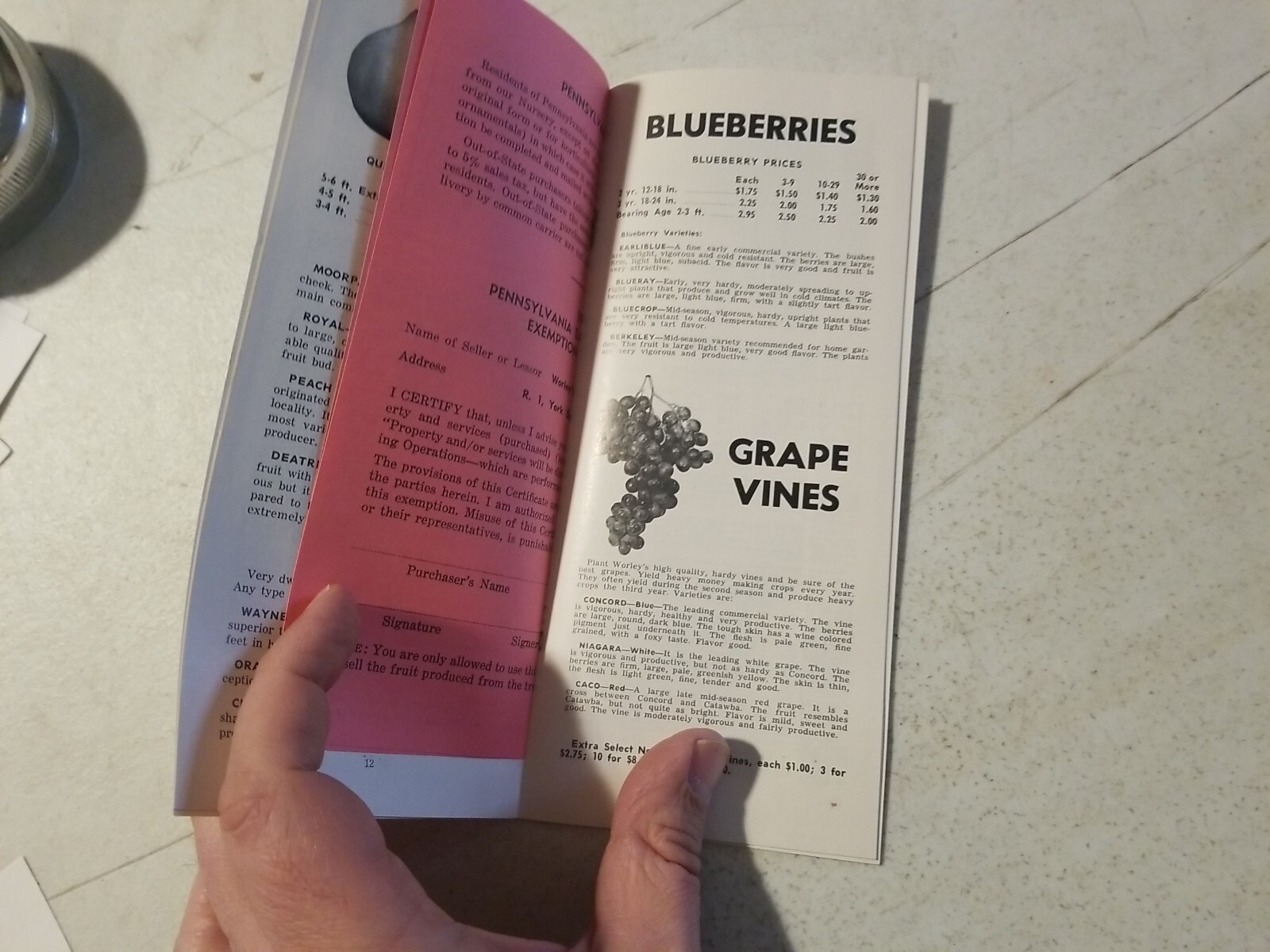 Vintage 1967 Worley&rsquo;s Nurseries Orchard Fruit Trees Brochure. York Springs,PA