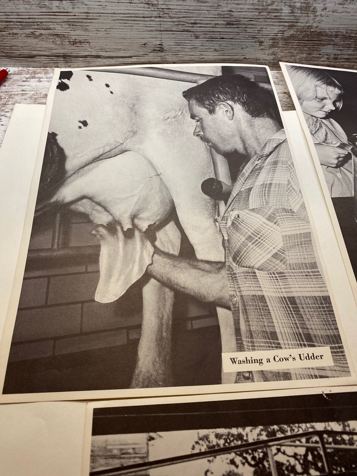 3 Vintage 9×13 Posters Washing Cows Udder Feeding A Calf Dairy Farm The South