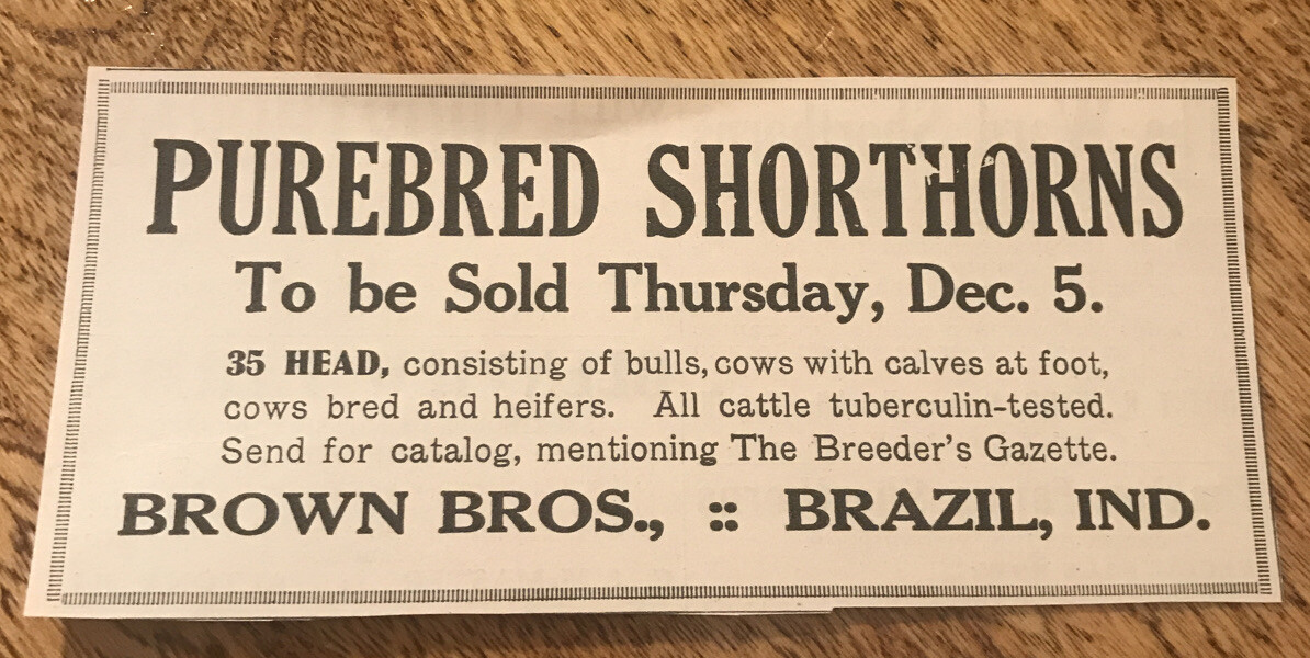 1918 Shorthorns Cattle Public Sale – Brazil – Indiana – Cow Farm Advertising