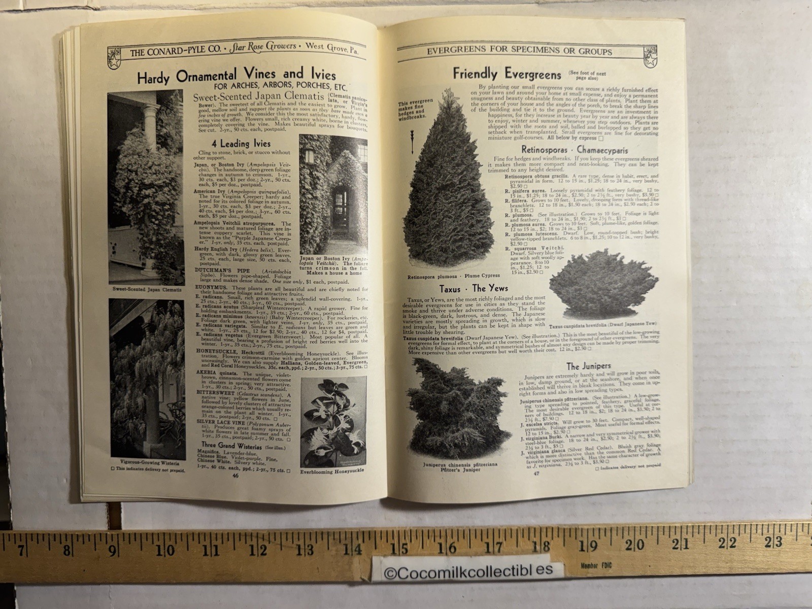 Vintage 1931 The Conard-Pyle CO Star Rose Growers Catalog West Grove PA