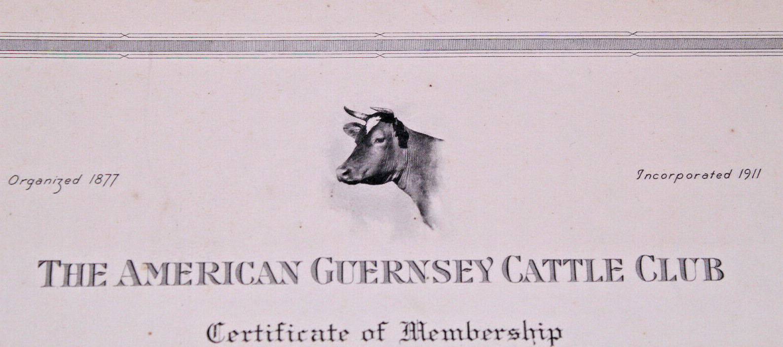 1957 American Guernsey Cattle Club Membership Julian Root Jordan,N.Y. Vintage