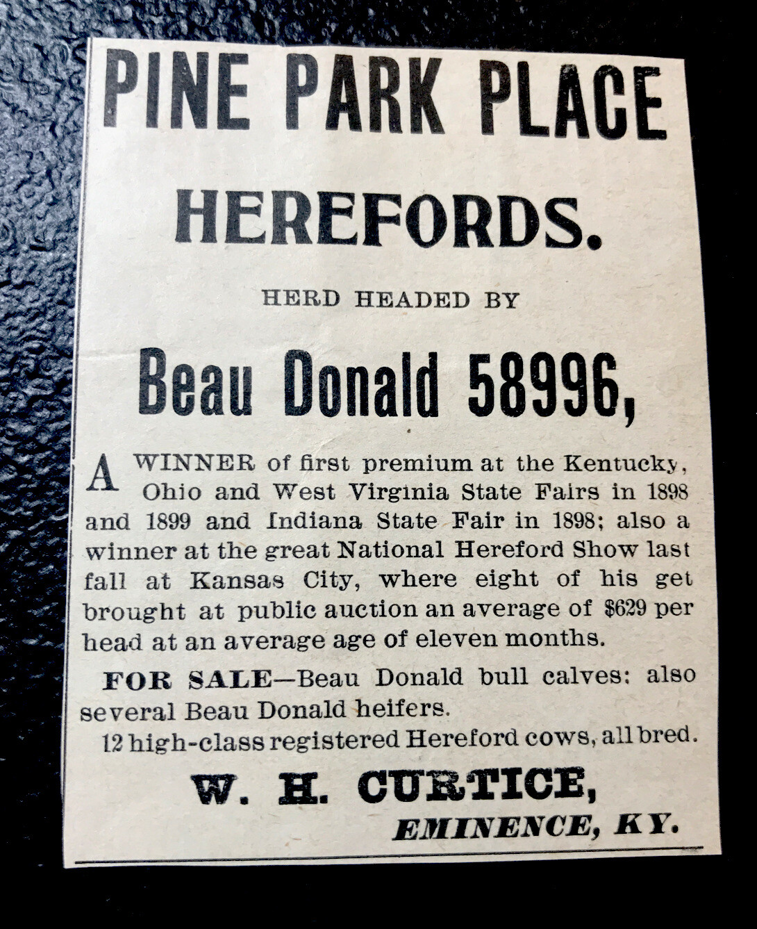 1900 Pine Park Place Farm Cattle Advertising – Eminence – Kentucky – Cow