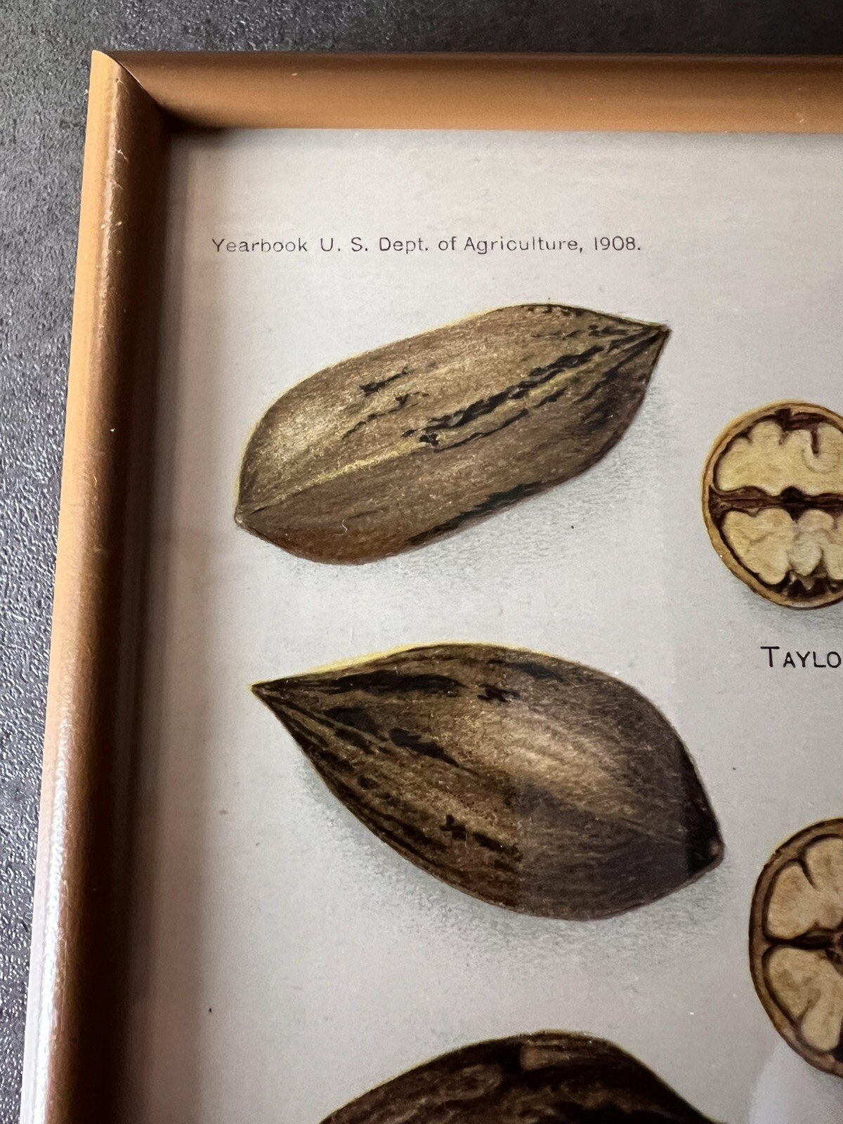 Vtg Yearbook U.S. Dept Agriculture Framed Pecans Lithograph XLIX E.L.Schutt