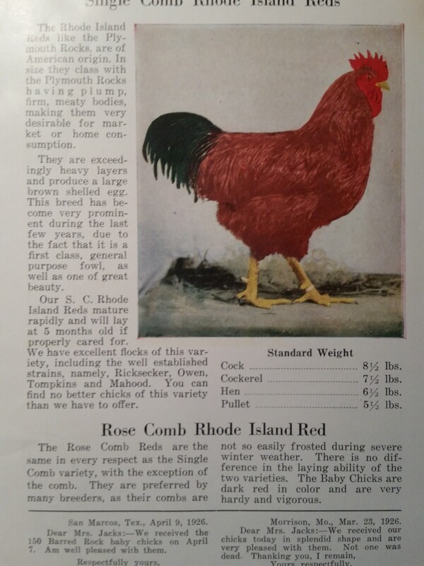 1927 Day-Old Baby Chicks Catalog Ajax Hatcheries Galesburg Quincy Illinois