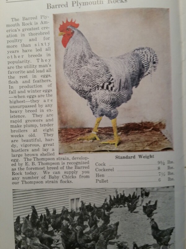 1927 Day-Old Baby Chicks Catalog Ajax Hatcheries Galesburg Quincy Illinois