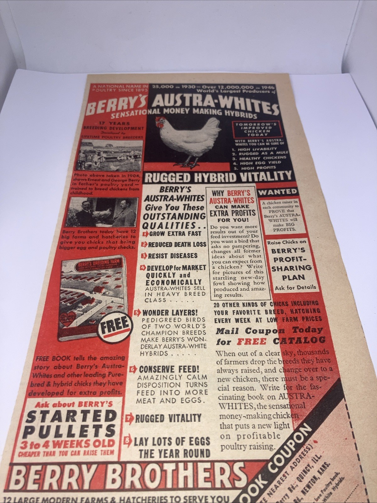 Berry’s Austra-Whites Poultry Vintage Print Ad 1945 5.25”X11” Hybrid Chickens PT