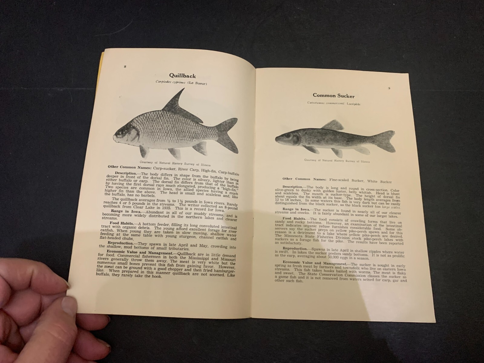 1936 Some Common Iowa Fishes Booklet Iowa State College
