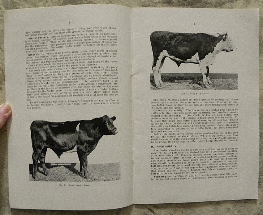 1926 Buying & Feeding Cattle, Iowa State College Agriculture, Ames IA Bulletin
