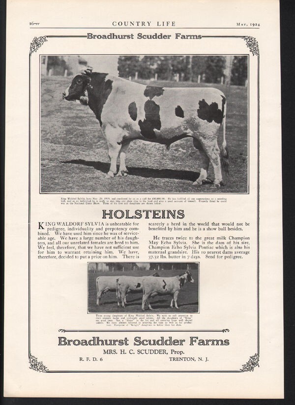 1924 BROADHURST COW HOLSTEIN FARM BREED SALE MILK KING WALDORF SYLVIA AD21745