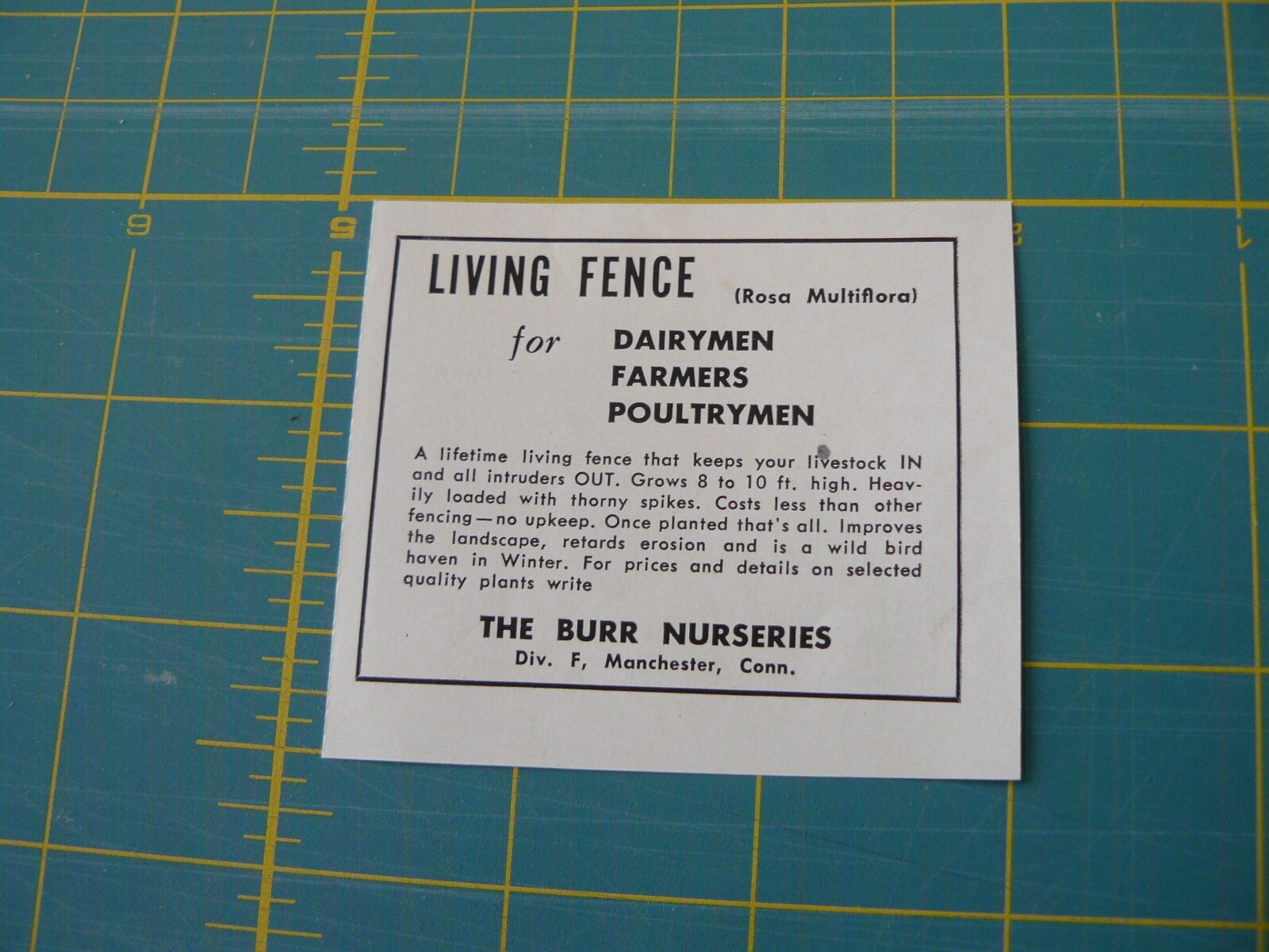 THE FARM QRTLY- Aug 1949 -ad- THE BURR NURSERIES – Living Fence / Manchester, CT