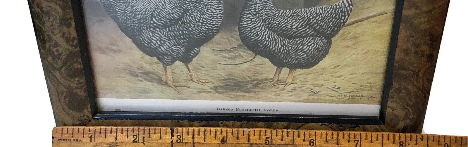 Vintage Barred Plymouth Rocks Framed Poultry Print Edwin Megargee No Glass As Is