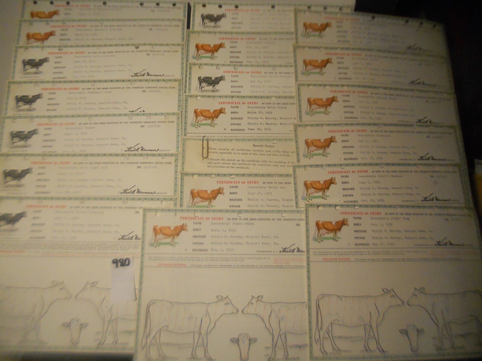 450+ CATTLE CLUB Vintage American GUERNSEY CERTIFICATES BOOKS Newport News VA