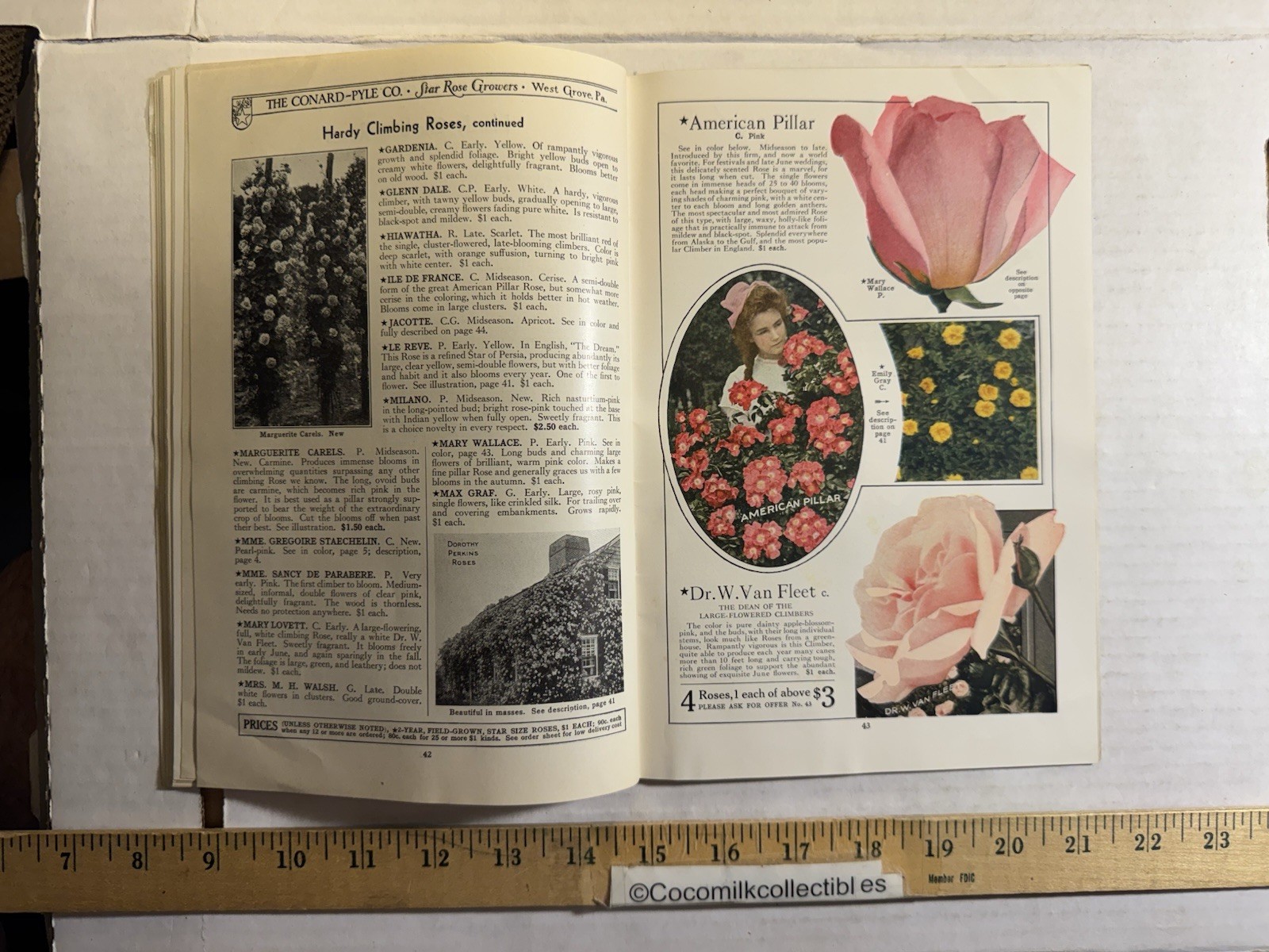 Vintage 1931 The Conard-Pyle CO Star Rose Growers Catalog West Grove PA