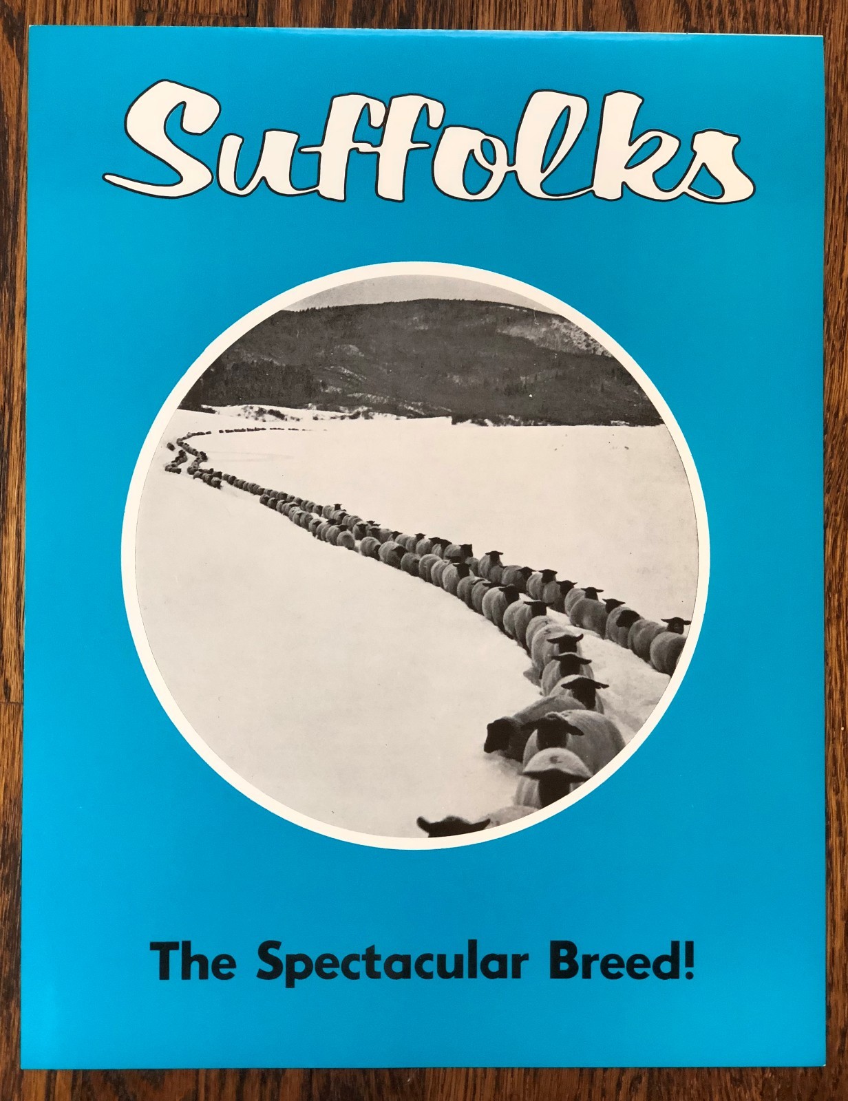 2 SUFFOLK SHEEP Superior SIRES Breed Farm Advertising 2Sided Paper SIGN Vintage