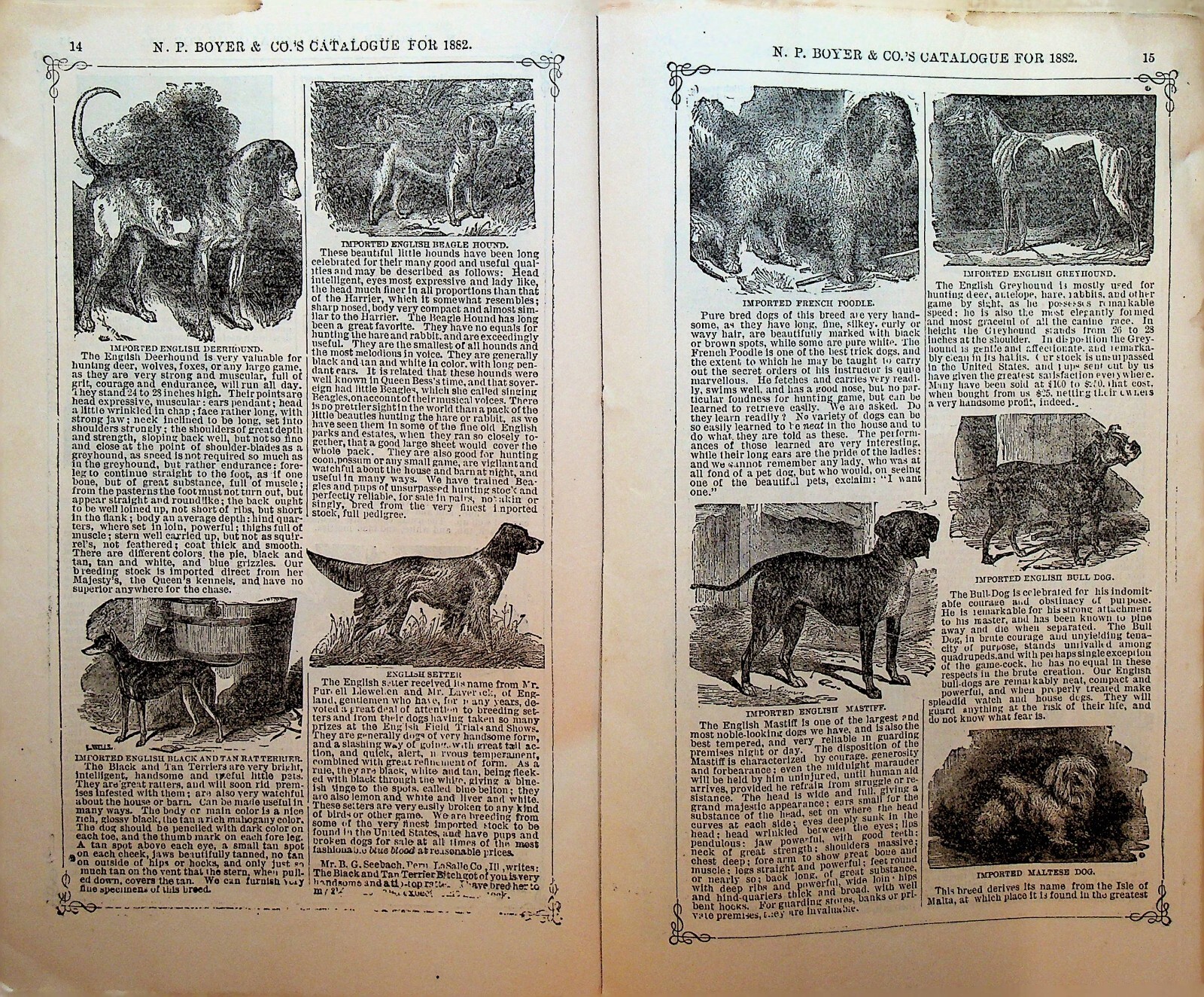 NP Boyer & Co Descriptive Catalog Coatesville Pa 1882 Dogs Hogs Sheep Cows