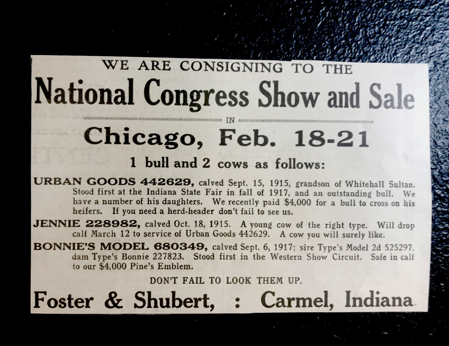 1919 Cattle Livestock Sale Advertising – Carmel – Indiana – Chicago – Cow