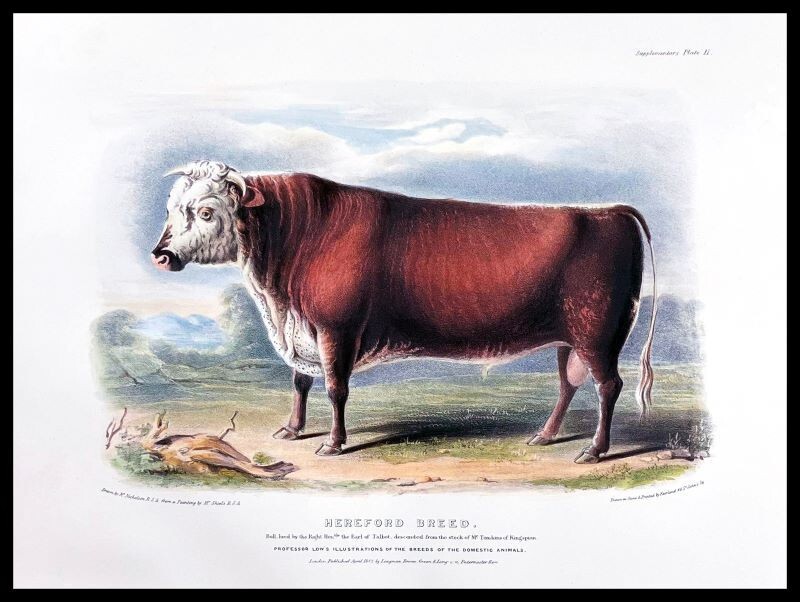 Hereford Breed Artwork NEW Sign: 15×20&Prime; USA Steel