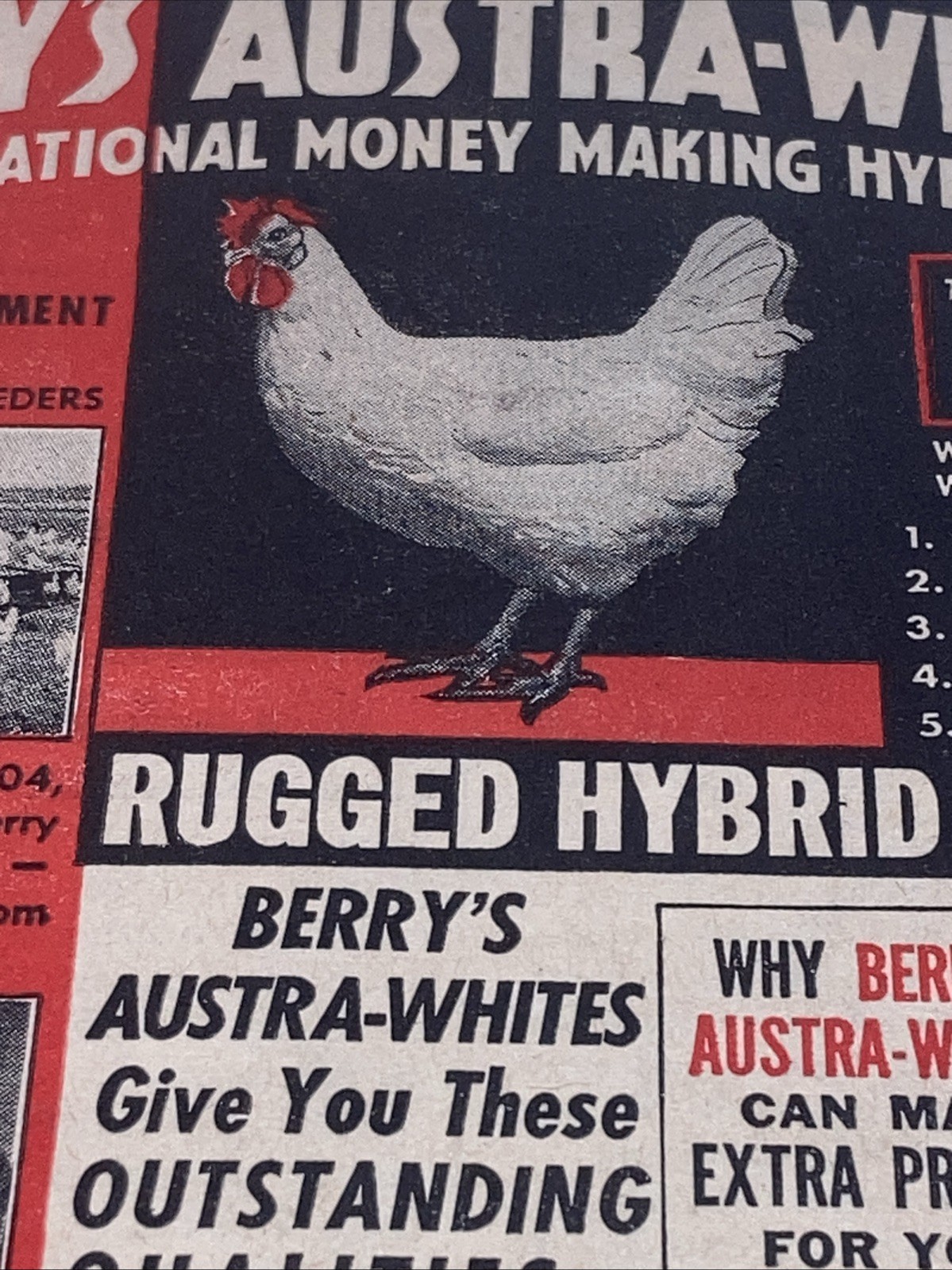 Berry’s Austra-Whites Poultry Vintage Print Ad 1945 5.25”X11” Hybrid Chickens PT