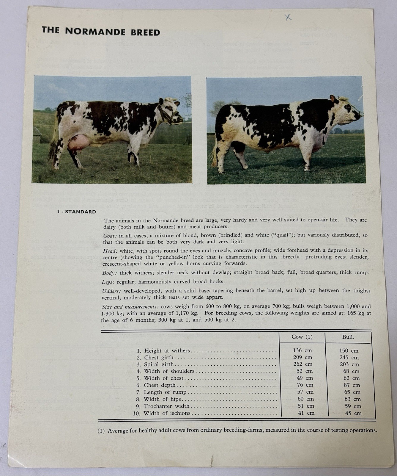 Vintage 1970 Cattle Cows Booklet Brochure – THE NORMANDE BREED – France
