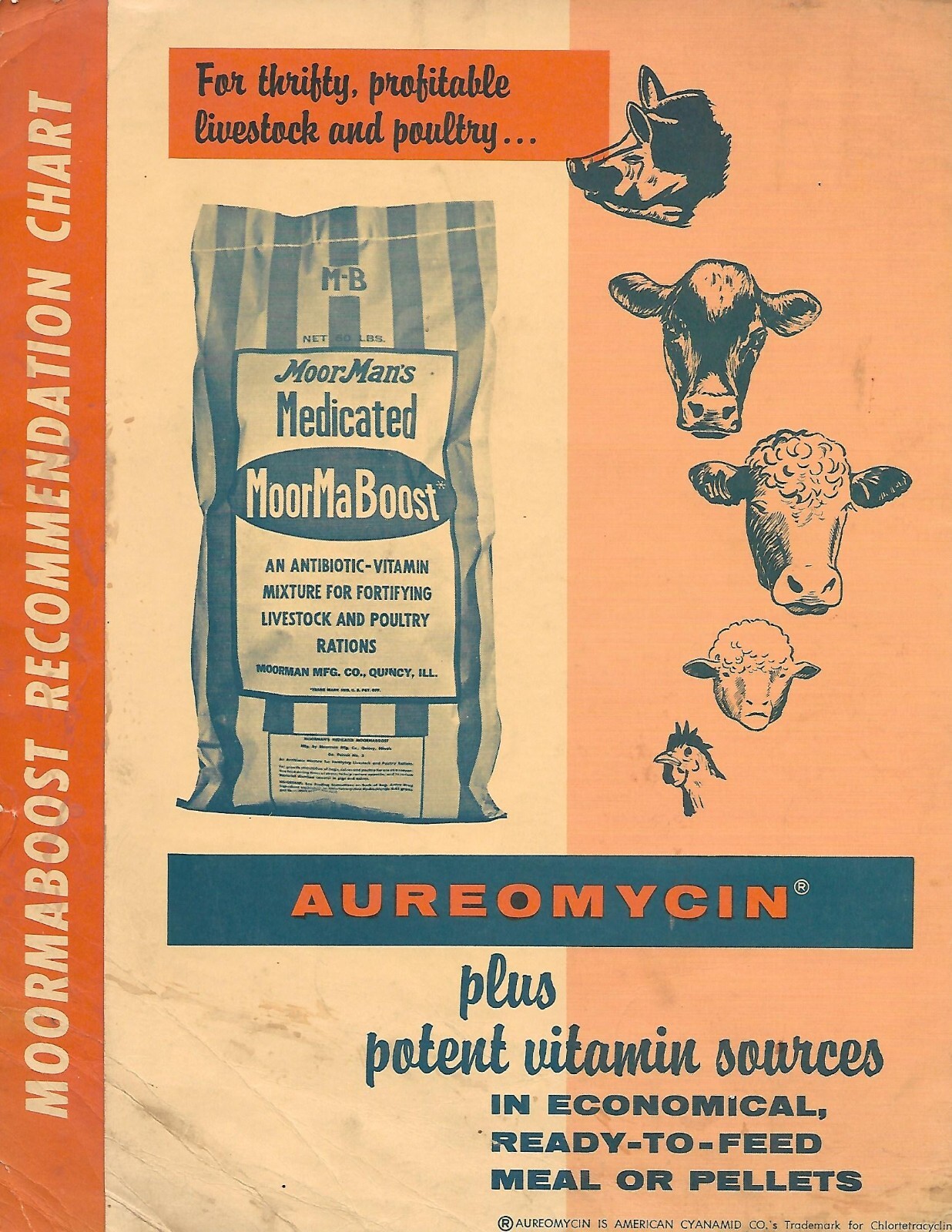 Farm Brochure – Moorman – MoorMaBoost Aureomycin Livestock Antibiotic (F8973)