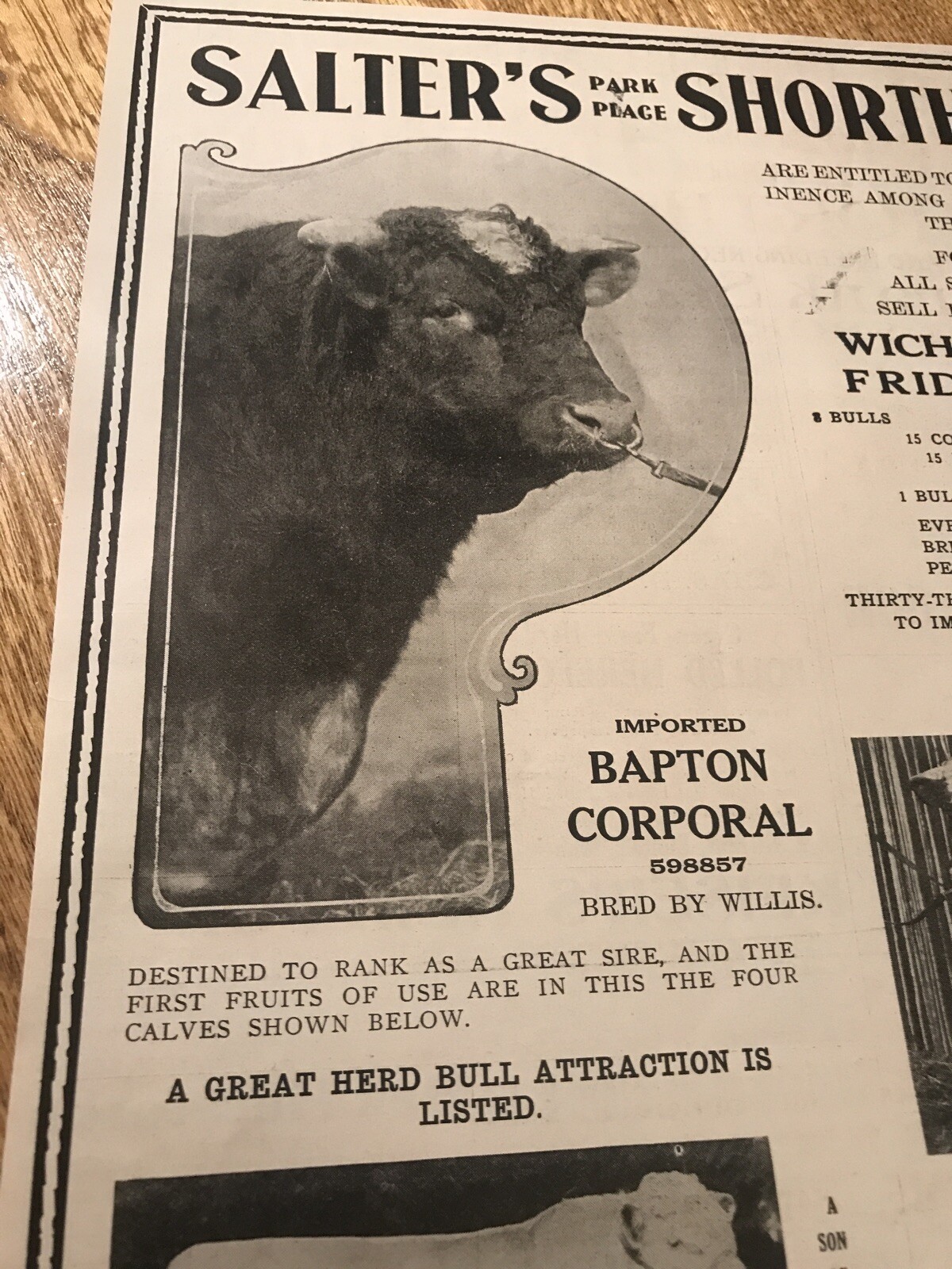 1919 Cattle Livestock Public Sale Poster – Wichita – Kansas – Cow Advertising