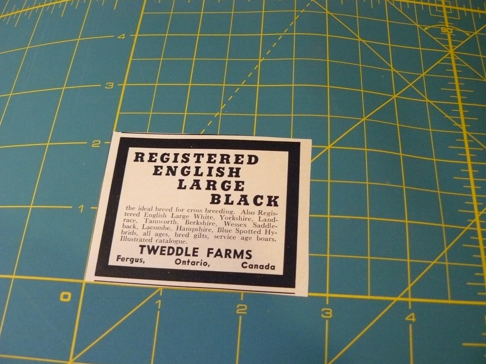 The FARM QUARTERLY -AD- SUMMER 1968 – REG. ENGLISH, LARGE, BLACK IDEAL BREED